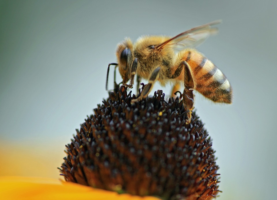 honeybee-1132965_960_720